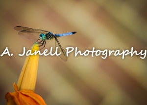 dragonfly-0826